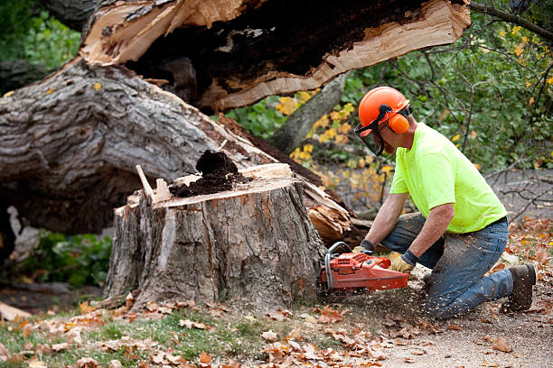 Best Firewood Processing and Delivery  in Midway South, TX